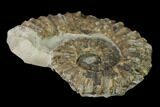 Aegocrioceras Ammonite - Germany #139339-1
